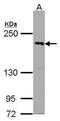 PAS domain-containing serine/threonine-protein kinase antibody, GTX107932, GeneTex, Western Blot image 
