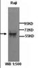 RHL antibody, orb95227, Biorbyt, Western Blot image 
