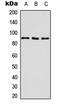 Integrin Subunit Beta 1 antibody, LS-C358795, Lifespan Biosciences, Western Blot image 