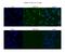 Cleavage and polyadenylation specificity factor subunit 6 antibody, ARP40697_T100, Aviva Systems Biology, Immunofluorescence image 