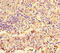 Napsin A Aspartic Peptidase antibody, CSB-PA11529A0Rb, Cusabio, Immunohistochemistry frozen image 