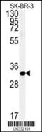 Family With Sequence Similarity 92 Member A antibody, 61-817, ProSci, Western Blot image 