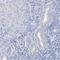 SHC Binding And Spindle Associated 1 Like antibody, HPA036124, Atlas Antibodies, Immunohistochemistry frozen image 