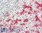 CD16 antibody, LS-B13380, Lifespan Biosciences, Immunohistochemistry paraffin image 