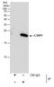 Cysteine Rich Protein 1 antibody, PA5-29999, Invitrogen Antibodies, Immunoprecipitation image 