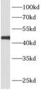 APOBEC4 antibody, FNab00497, FineTest, Western Blot image 