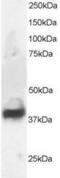 Neuronal-specific septin-3 antibody, GTX89929, GeneTex, Western Blot image 