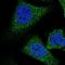 SIX Homeobox 5 antibody, NBP1-85009, Novus Biologicals, Immunofluorescence image 