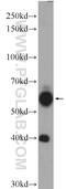NEDD4 Binding Protein 3 antibody, 16733-1-AP, Proteintech Group, Western Blot image 