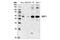 Serine/Threonine Kinase 4 antibody, 3682T, Cell Signaling Technology, Western Blot image 