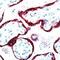 Chorionic somatomammotropin hormone antibody, PA5-16805, Invitrogen Antibodies, Immunohistochemistry frozen image 