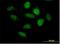 Amyloid Beta Precursor Protein Binding Family B Member 3 antibody, H00010307-B01P, Novus Biologicals, Immunofluorescence image 