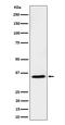 Upstream Transcription Factor 1 antibody, M02500-1, Boster Biological Technology, Western Blot image 