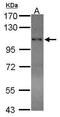 DNA repair and recombination protein RAD54B antibody, PA5-27877, Invitrogen Antibodies, Western Blot image 