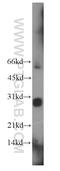 Lin-28 Homolog A antibody, 11724-1-AP, Proteintech Group, Western Blot image 