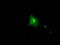FKBP5 antibody, TA500673, Origene, Immunofluorescence image 