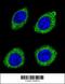 Hydroxysteroid 11-Beta Dehydrogenase 1 Like antibody, 55-870, ProSci, Immunofluorescence image 