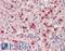 LEI antibody, LS-B11271, Lifespan Biosciences, Immunohistochemistry frozen image 