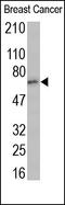 COX2 antibody, 250609, Abbiotec, Western Blot image 