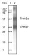 Zinc Finger CCHC-Type Containing 3 antibody, 32-231, ProSci, Immunohistochemistry frozen image 