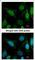 WRN RecQ Like Helicase antibody, NBP2-20914, Novus Biologicals, Immunofluorescence image 