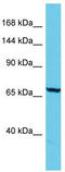 Androglobin antibody, TA330746, Origene, Western Blot image 