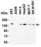Jhdm2a antibody, A03994-1, Boster Biological Technology, Western Blot image 