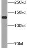 Ataxin 2 Like antibody, FNab00741, FineTest, Western Blot image 