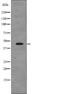 Vasodilator Stimulated Phosphoprotein antibody, PA5-64771, Invitrogen Antibodies, Western Blot image 