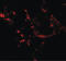 Hedgehog Acyltransferase Like antibody, LS-C153681, Lifespan Biosciences, Immunofluorescence image 