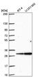 Gap Junction Protein Beta 4 antibody, PA5-65923, Invitrogen Antibodies, Western Blot image 