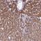 Chloride Voltage-Gated Channel 7 antibody, HPA043586, Atlas Antibodies, Immunohistochemistry frozen image 