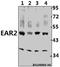 Nuclear Receptor Subfamily 2 Group F Member 6 antibody, A06990S40, Boster Biological Technology, Western Blot image 