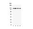 NLR Family Pyrin Domain Containing 3 antibody, R30750, NSJ Bioreagents, Western Blot image 