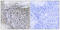 Zinc Finger MYND-Type Containing 11 antibody, abx013618, Abbexa, Immunohistochemistry frozen image 