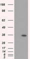 Retinol Dehydrogenase 11 antibody, TA501053S, Origene, Western Blot image 