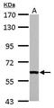 Fas-activated serine/threonine kinase antibody, GTX102571, GeneTex, Western Blot image 