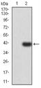 Proteasome 26S Subunit, ATPase 3 antibody, NBP2-61802, Novus Biologicals, Western Blot image 