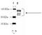 Adrenoceptor Beta 1 antibody, ADI-905-784-100, Enzo Life Sciences, Western Blot image 