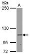 Ras And Rab Interactor 2 antibody, NBP2-20163, Novus Biologicals, Western Blot image 