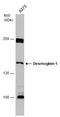 Desmoglein 1 antibody, GTX129983, GeneTex, Western Blot image 
