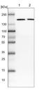Eukaryotic translation initiation factor 3 subunit A antibody, NBP1-84876, Novus Biologicals, Western Blot image 