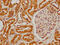 Flt3-interacting zinc finger protein 1 antibody, CSB-PA839415LA01HU, Cusabio, Immunohistochemistry frozen image 