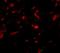 Neudesin antibody, NBP1-77331, Novus Biologicals, Immunocytochemistry image 