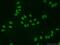 ELL Associated Factor 2 antibody, 11172-1-AP, Proteintech Group, Immunofluorescence image 