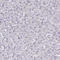 Ribonucleoprotein, PTB Binding 1 antibody, HPA043575, Atlas Antibodies, Immunohistochemistry frozen image 