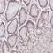 Regulating Synaptic Membrane Exocytosis 4 antibody, NBP2-31842, Novus Biologicals, Immunohistochemistry frozen image 