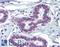 Myc-associated zinc finger protein antibody, LS-B3519, Lifespan Biosciences, Immunohistochemistry frozen image 
