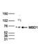 mBD-1 antibody, NBP2-59293, Novus Biologicals, Western Blot image 
