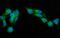 Protein transport protein Sec23A antibody, A05287-2, Boster Biological Technology, Immunofluorescence image 